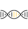 DNA Strand